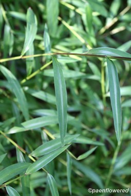 Culms with leaves showing silver stripe
